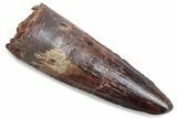 Fossil Spinosaurus Tooth - Real Dinosaur Tooth #376437-1